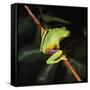 Australian Red-Eyed Treefrog Back View on Branch-null-Framed Stretched Canvas