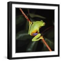 Australian Red-Eyed Treefrog Back View on Branch-null-Framed Photographic Print