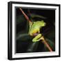 Australian Red-Eyed Treefrog Back View on Branch-null-Framed Photographic Print