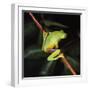 Australian Red-Eyed Treefrog Back View on Branch-null-Framed Photographic Print