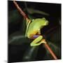 Australian Red-Eyed Treefrog Back View on Branch-null-Mounted Photographic Print