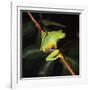 Australian Red-Eyed Treefrog Back View on Branch-null-Framed Photographic Print