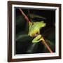 Australian Red-Eyed Treefrog Back View on Branch-null-Framed Photographic Print