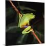 Australian Red-Eyed Treefrog Back View on Branch-null-Mounted Photographic Print