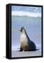 Australian Sea Lion Barking-Paul Souders-Framed Stretched Canvas