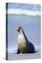 Australian Sea Lion Barking-Paul Souders-Stretched Canvas