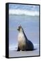 Australian Sea Lion Barking-Paul Souders-Framed Stretched Canvas