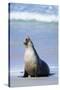 Australian Sea Lion Barking-Paul Souders-Stretched Canvas