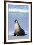 Australian Sea Lion Barking-Paul Souders-Framed Photographic Print