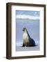 Australian Sea Lion Barking-Paul Souders-Framed Photographic Print