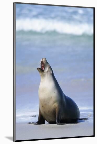 Australian Sea Lion Barking-Paul Souders-Mounted Photographic Print