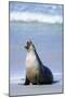 Australian Sea Lion Barking-Paul Souders-Mounted Photographic Print