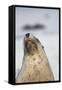 Australian Sea Lion-Paul Souders-Framed Stretched Canvas