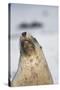Australian Sea Lion-Paul Souders-Stretched Canvas