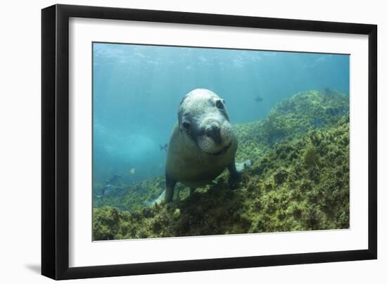 Australian Sea Lion-Matthew Oldfield-Framed Photographic Print