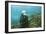 Australian Sea Lion-Matthew Oldfield-Framed Photographic Print