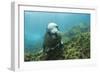 Australian Sea Lion-Matthew Oldfield-Framed Photographic Print