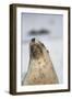 Australian Sea Lion-Paul Souders-Framed Photographic Print