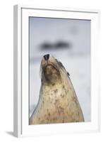 Australian Sea Lion-Paul Souders-Framed Photographic Print