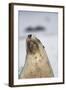 Australian Sea Lion-Paul Souders-Framed Photographic Print