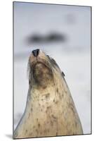 Australian Sea Lion-Paul Souders-Mounted Photographic Print