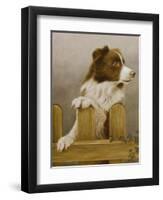 Australian Sheep Dog-John Silver-Framed Giclee Print