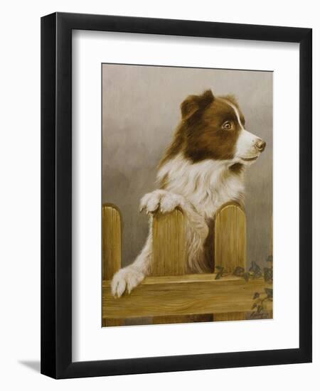 Australian Sheep Dog-John Silver-Framed Giclee Print