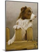 Australian Sheep Dog-John Silver-Mounted Giclee Print