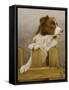 Australian Sheep Dog-John Silver-Framed Stretched Canvas