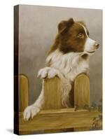 Australian Sheep Dog-John Silver-Stretched Canvas