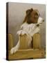 Australian Sheep Dog-John Silver-Stretched Canvas