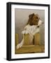 Australian Sheep Dog-John Silver-Framed Giclee Print