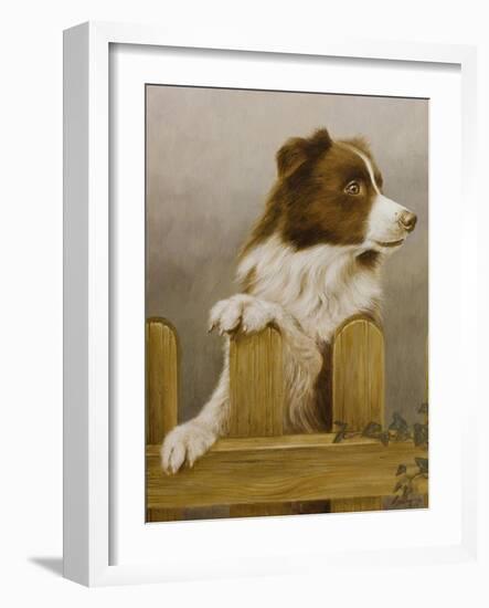 Australian Sheep Dog-John Silver-Framed Giclee Print