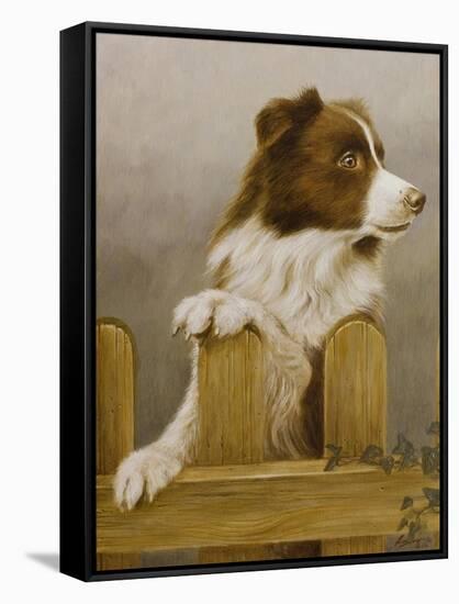 Australian Sheep Dog-John Silver-Framed Stretched Canvas