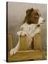 Australian Sheep Dog-John Silver-Stretched Canvas