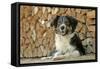 Australian Sheepdog Puppy Lying by Log Pile-null-Framed Stretched Canvas