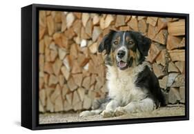 Australian Sheepdog Puppy Lying by Log Pile-null-Framed Stretched Canvas