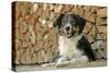 Australian Sheepdog Puppy Lying by Log Pile-null-Stretched Canvas
