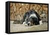 Australian Sheepdog Puppy Lying by Log Pile-null-Framed Stretched Canvas