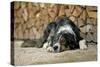 Australian Sheepdog Puppy Lying by Log Pile-null-Stretched Canvas