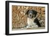 Australian Sheepdog Puppy Lying by Log Pile-null-Framed Photographic Print