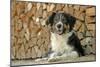 Australian Sheepdog Puppy Lying by Log Pile-null-Mounted Photographic Print
