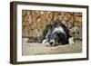 Australian Sheepdog Puppy Lying by Log Pile-null-Framed Photographic Print