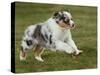 Australian Sheepdog, Shepherd Dog Puppy-null-Stretched Canvas