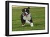 Australian Sheepdog, Shepherd Dog with Ball in Mouth-null-Framed Photographic Print