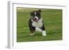 Australian Sheepdog, Shepherd Dog with Ball in Mouth-null-Framed Photographic Print