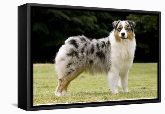 Australian Sheepdog, Shepherd Dog-null-Framed Stretched Canvas