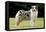 Australian Sheepdog, Shepherd Dog-null-Framed Stretched Canvas