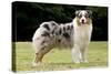 Australian Sheepdog, Shepherd Dog-null-Stretched Canvas