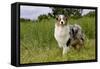 Australian Sheepdog, Shepherd Dog-null-Framed Stretched Canvas